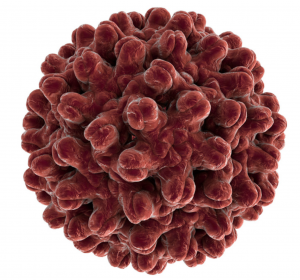Chronische Hepatitis B: positive klinische Phase-I-Studiendaten zu AIC649